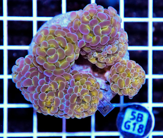 Hammer Branching INDO Halogram