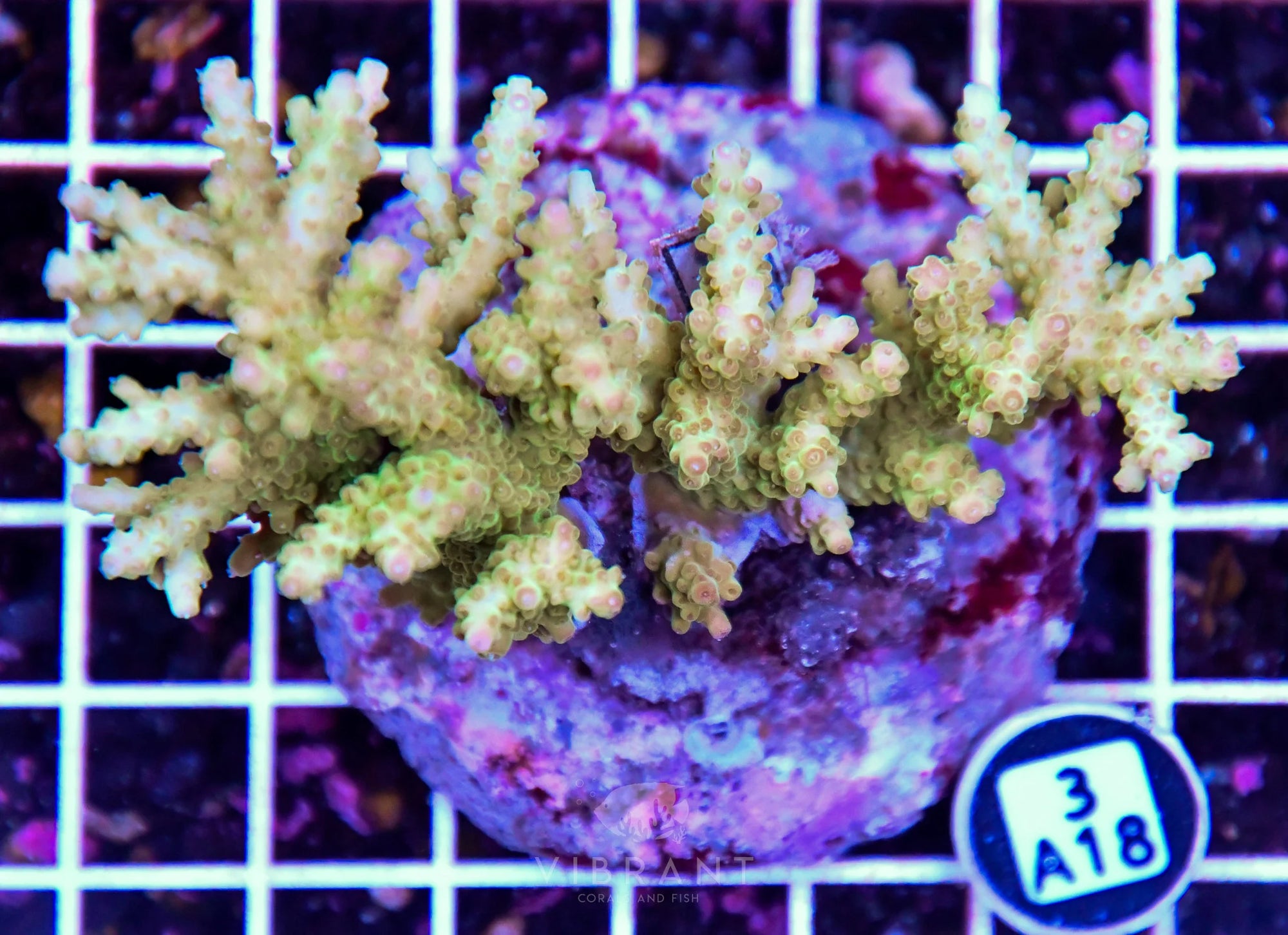Acro INDO