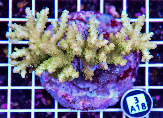 Acro INDO