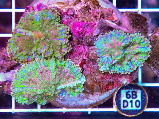 Mushroom INDO