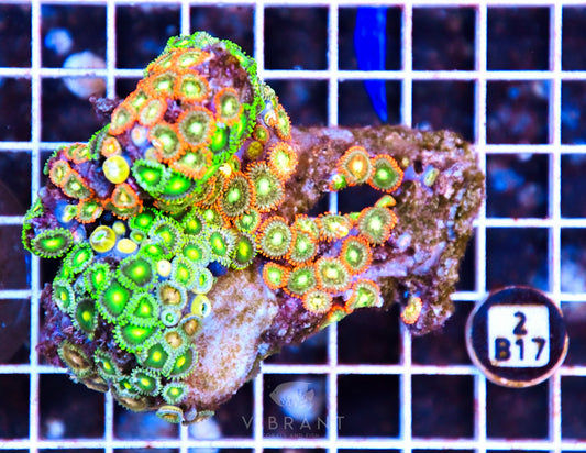 Zoa AUS