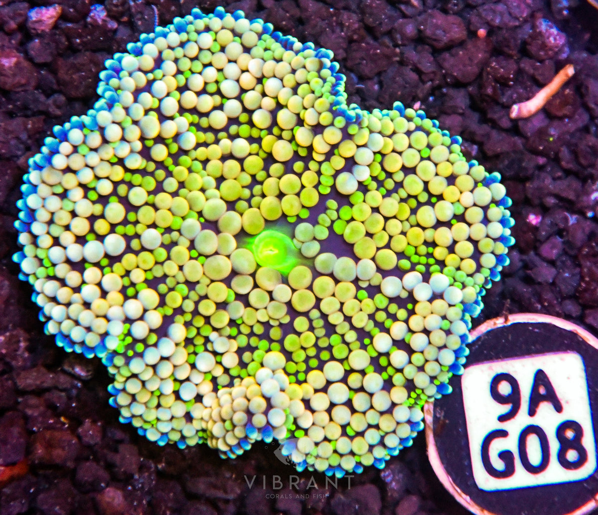 Ricordea Mushroom