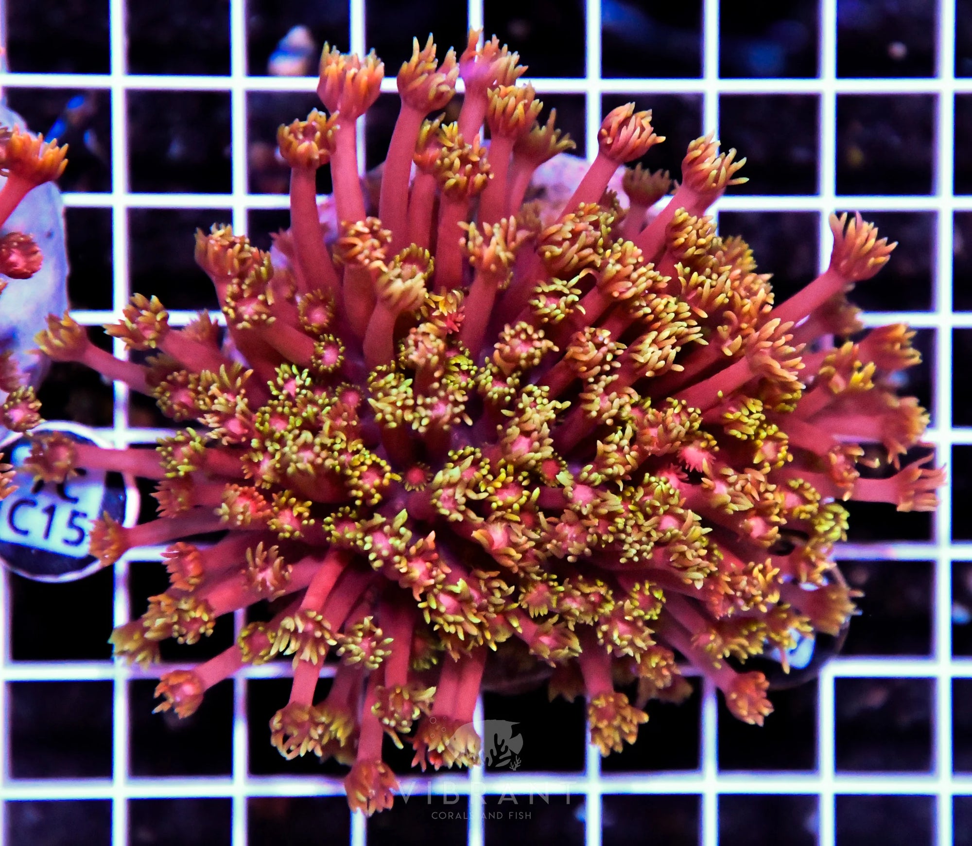 Goniopora INDO