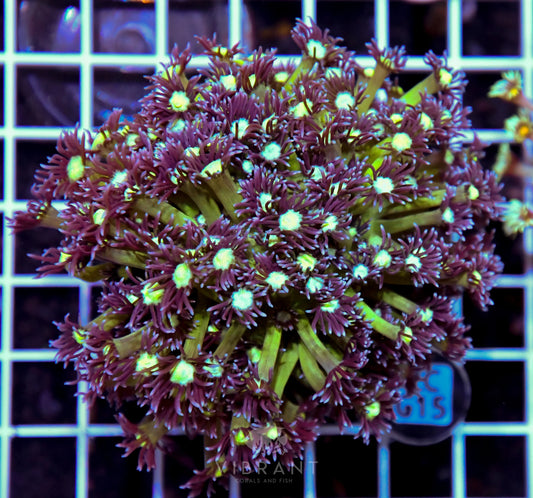 Goniopora INDO W