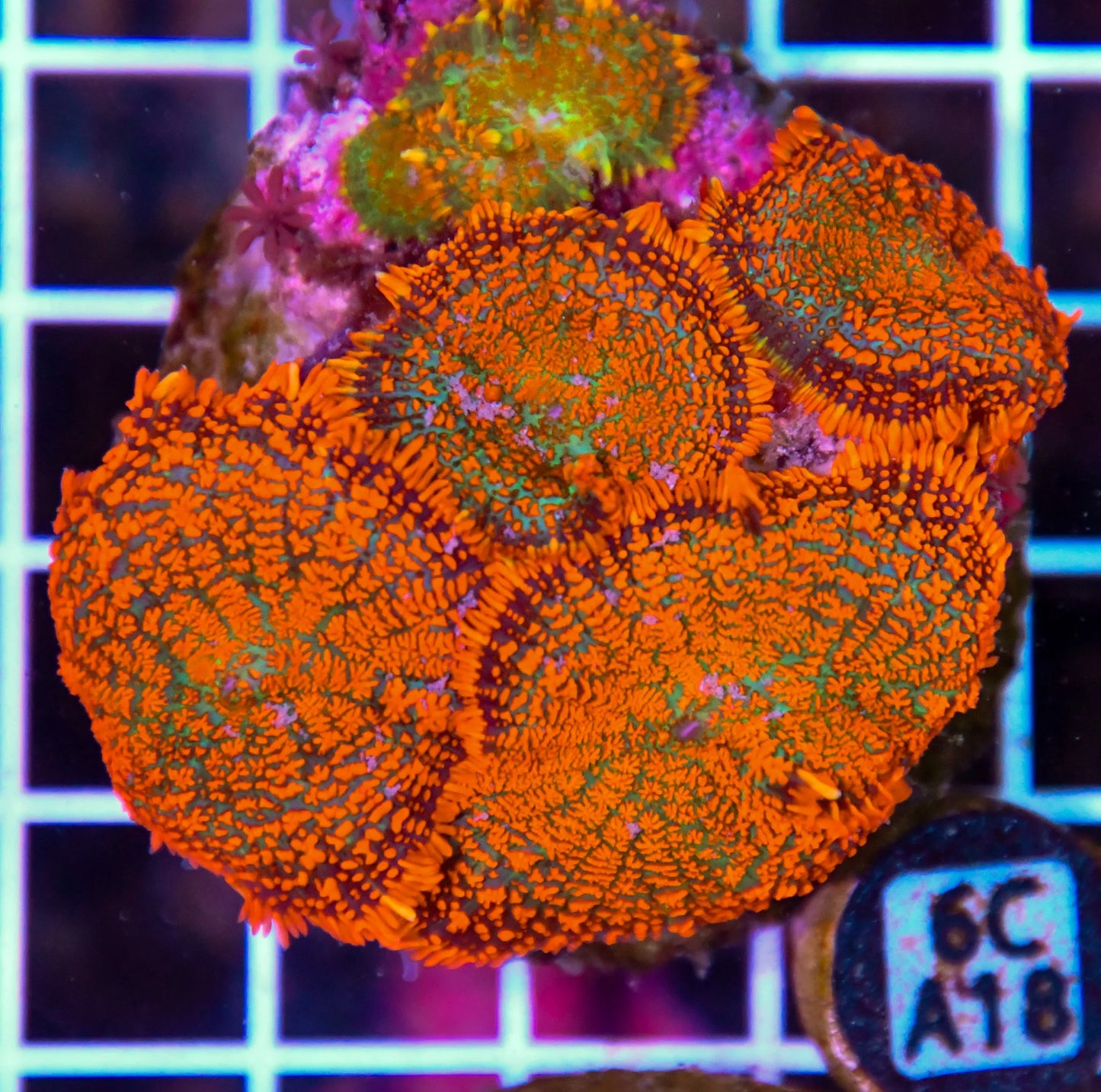 Mushroom INDO