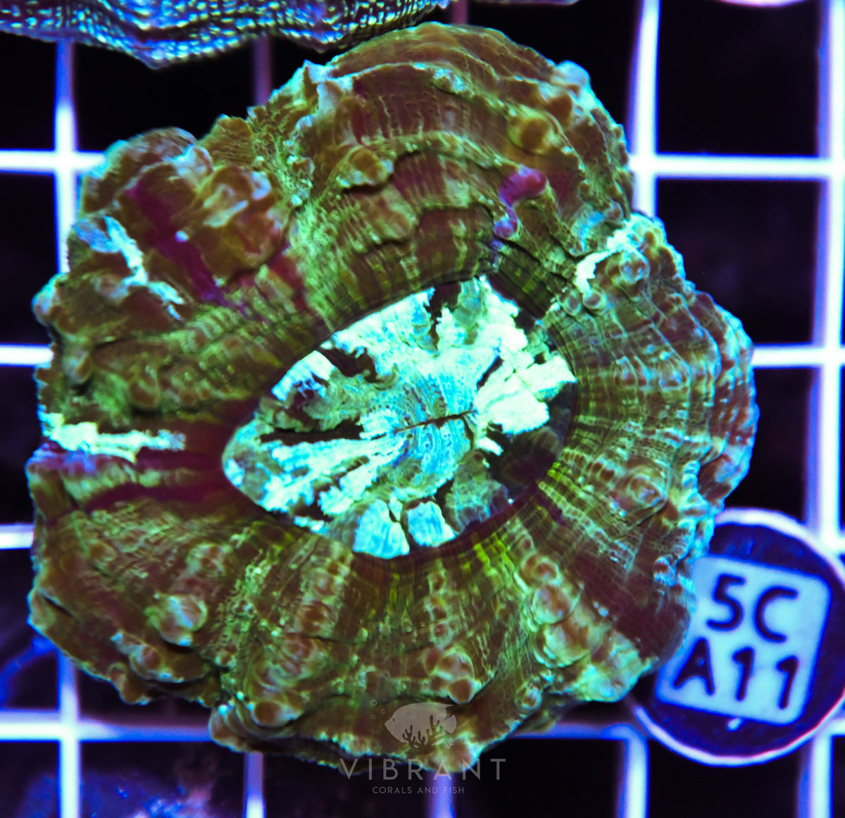 Acanthophyllia AUS