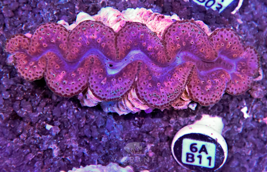 Clam NINGALOO