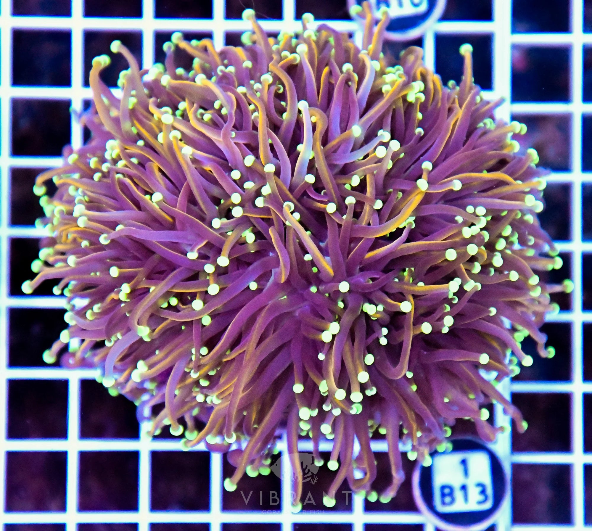Torch INDO Colony