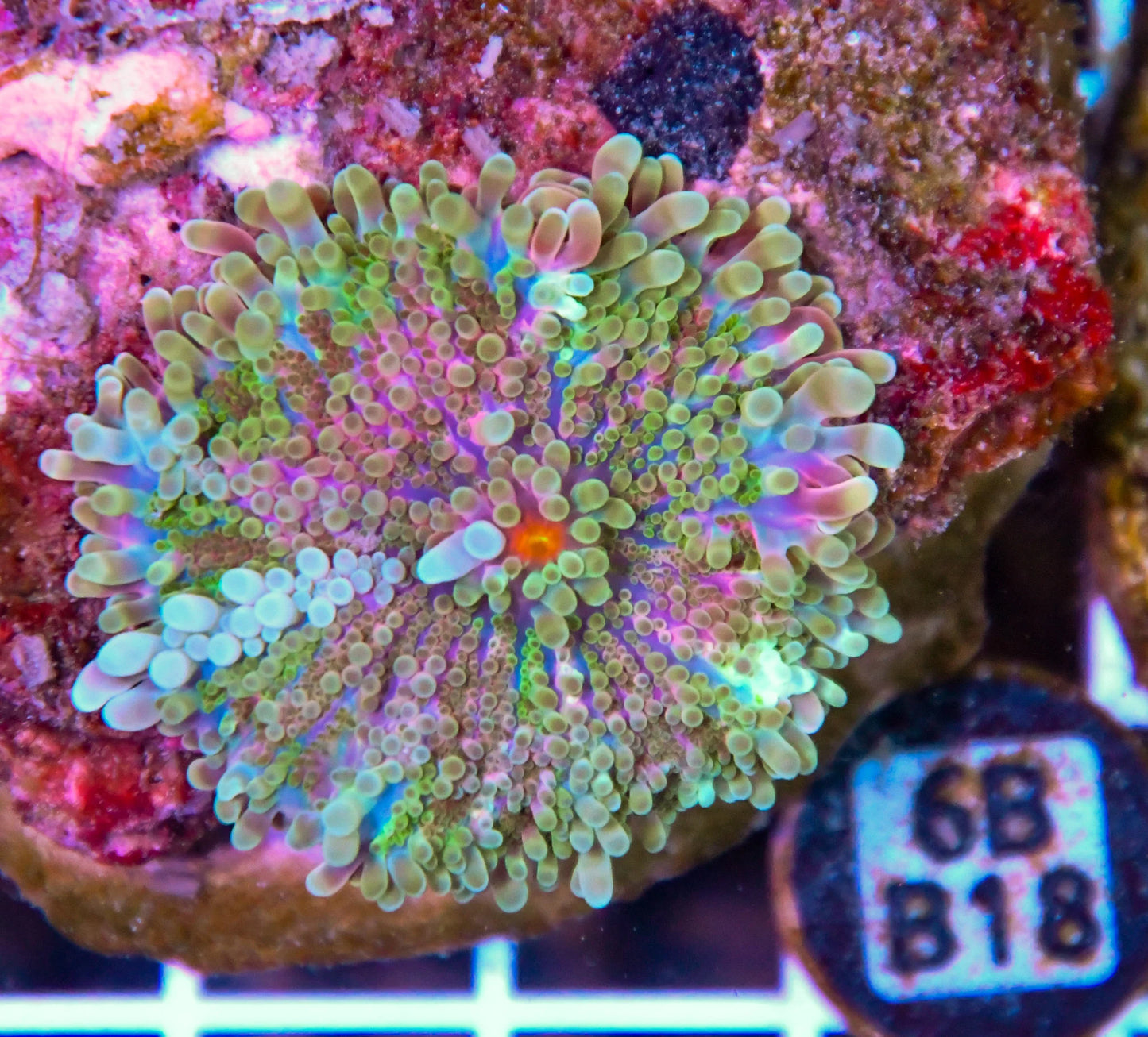 Mushroom INDO