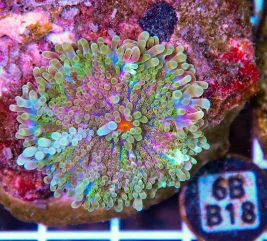 Mushroom INDO