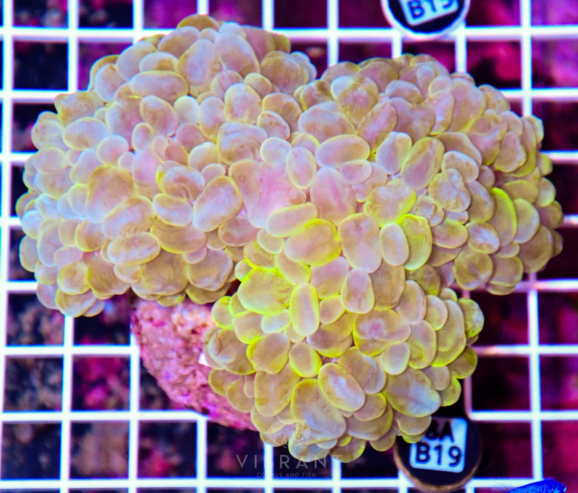 Bubble Coral INDO