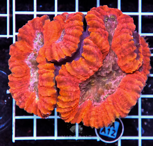 Symphyllia INDO W