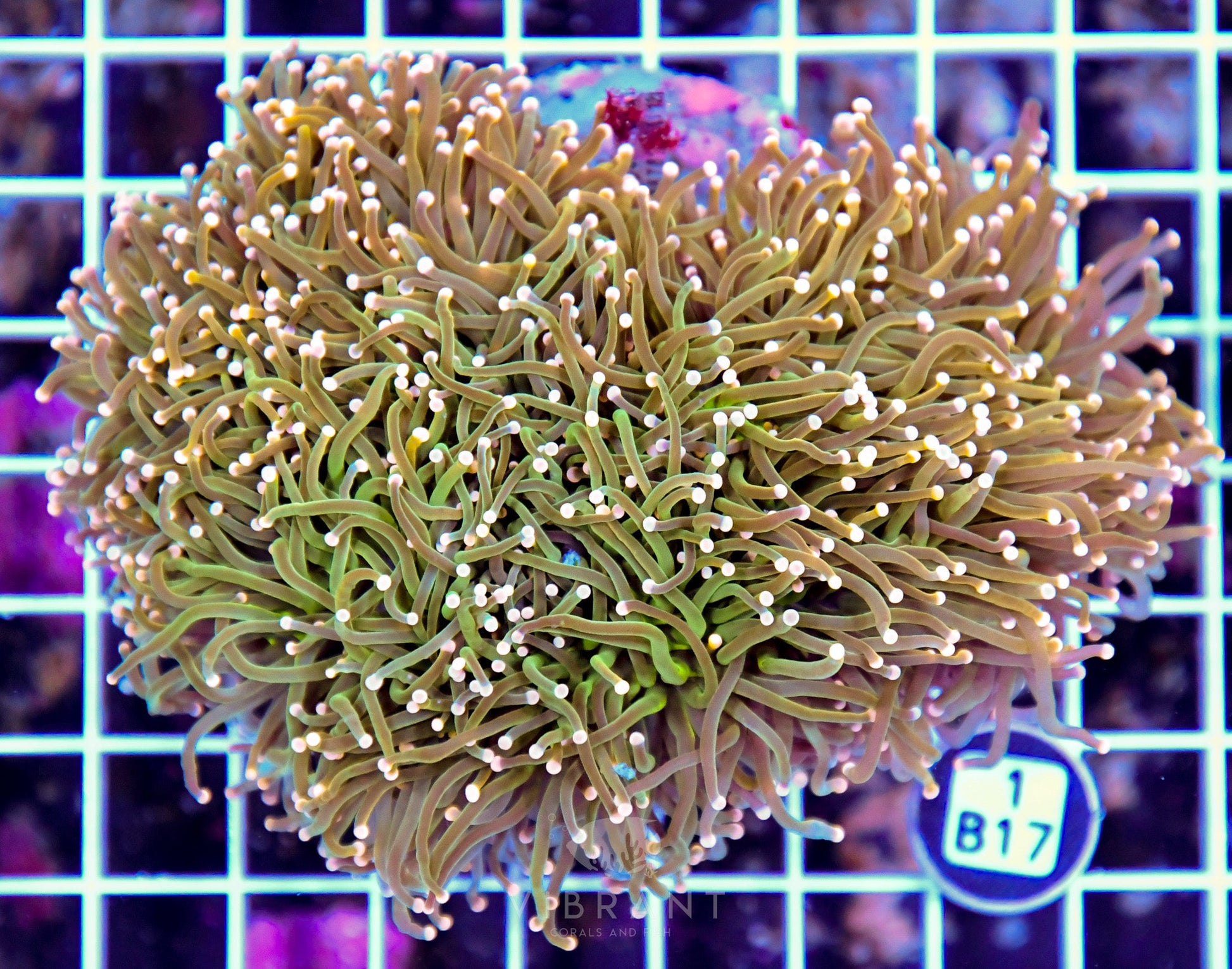 Torch INDO