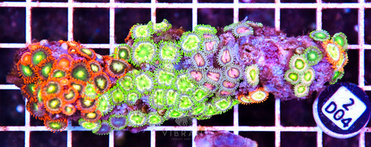 Zoa AUS