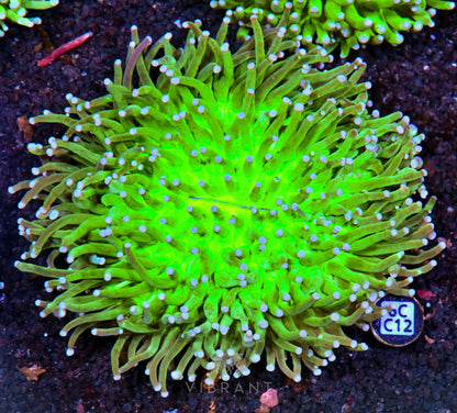 Heliofungia AUS