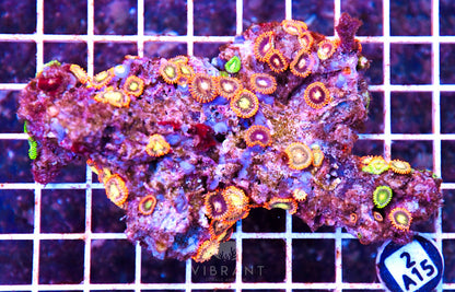 Zoa AUS