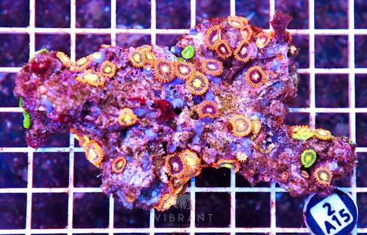 Zoa AUS