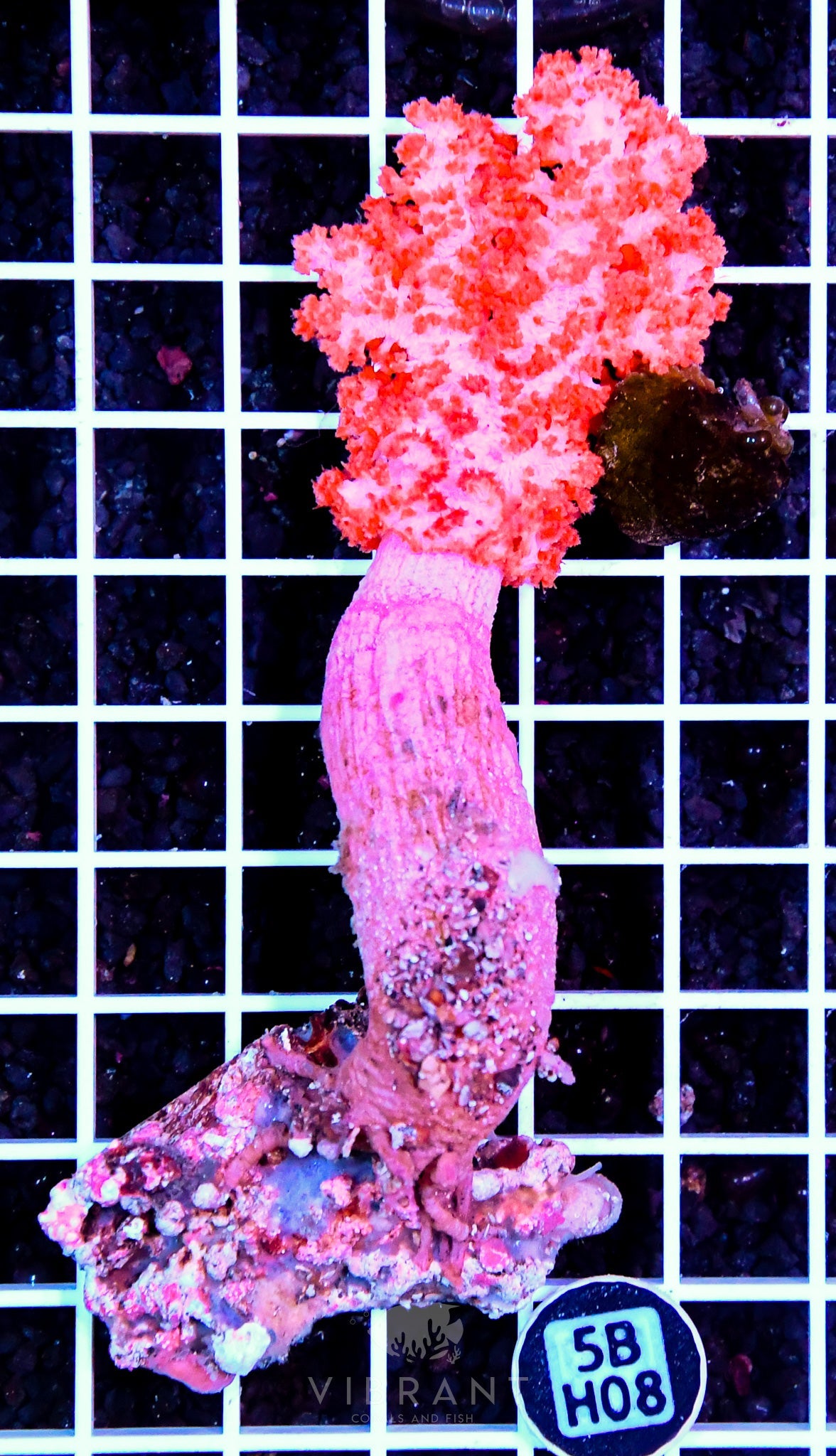 Carnation Coral INDO W