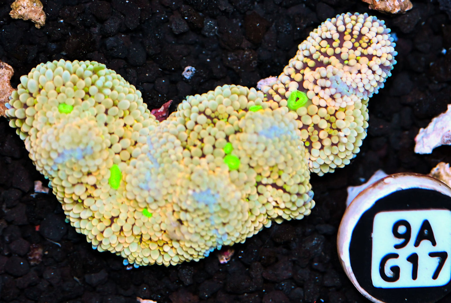 Ricordea Mushroom