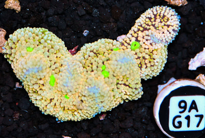 Ricordea Mushroom