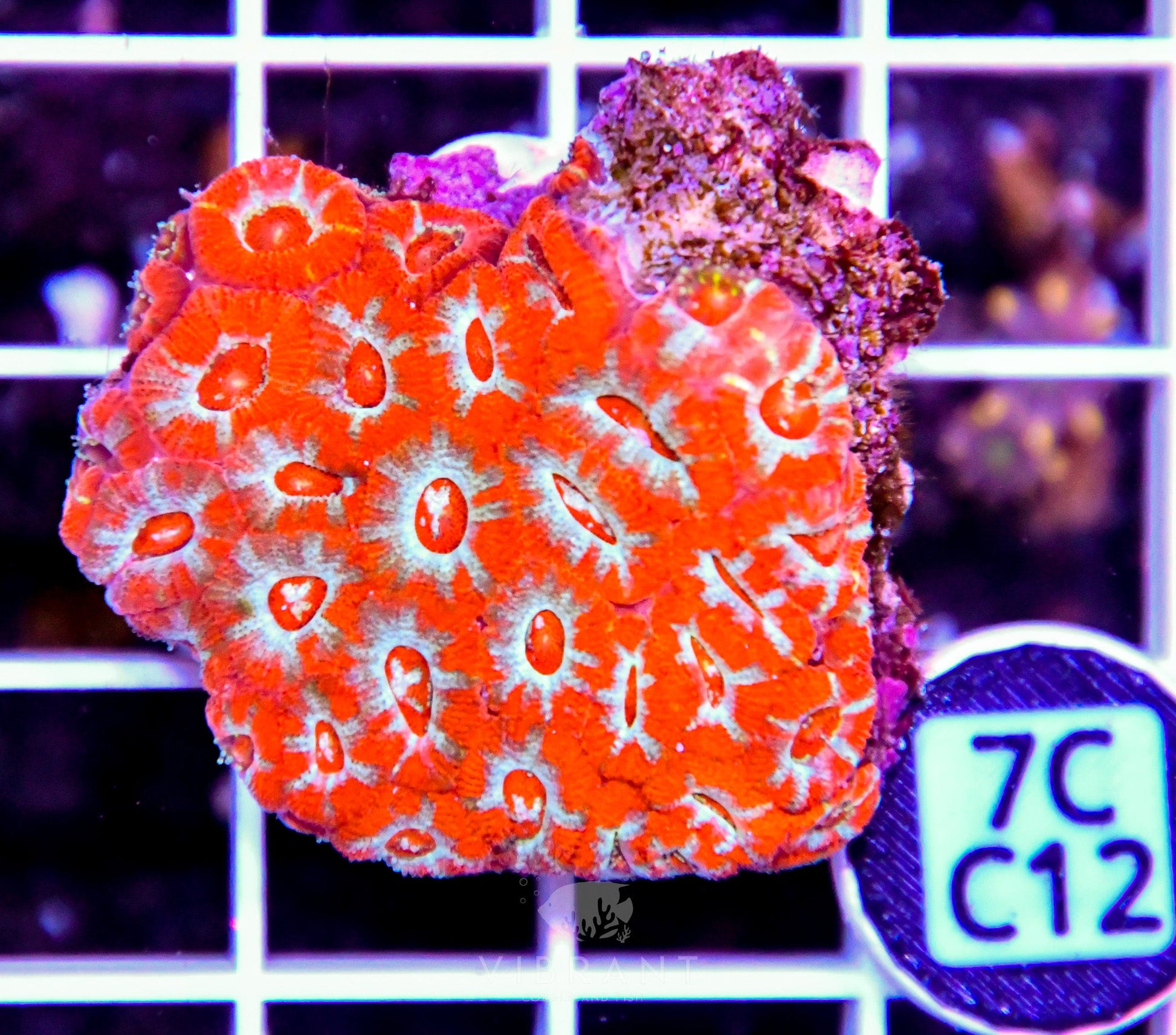 Micromussa INDO