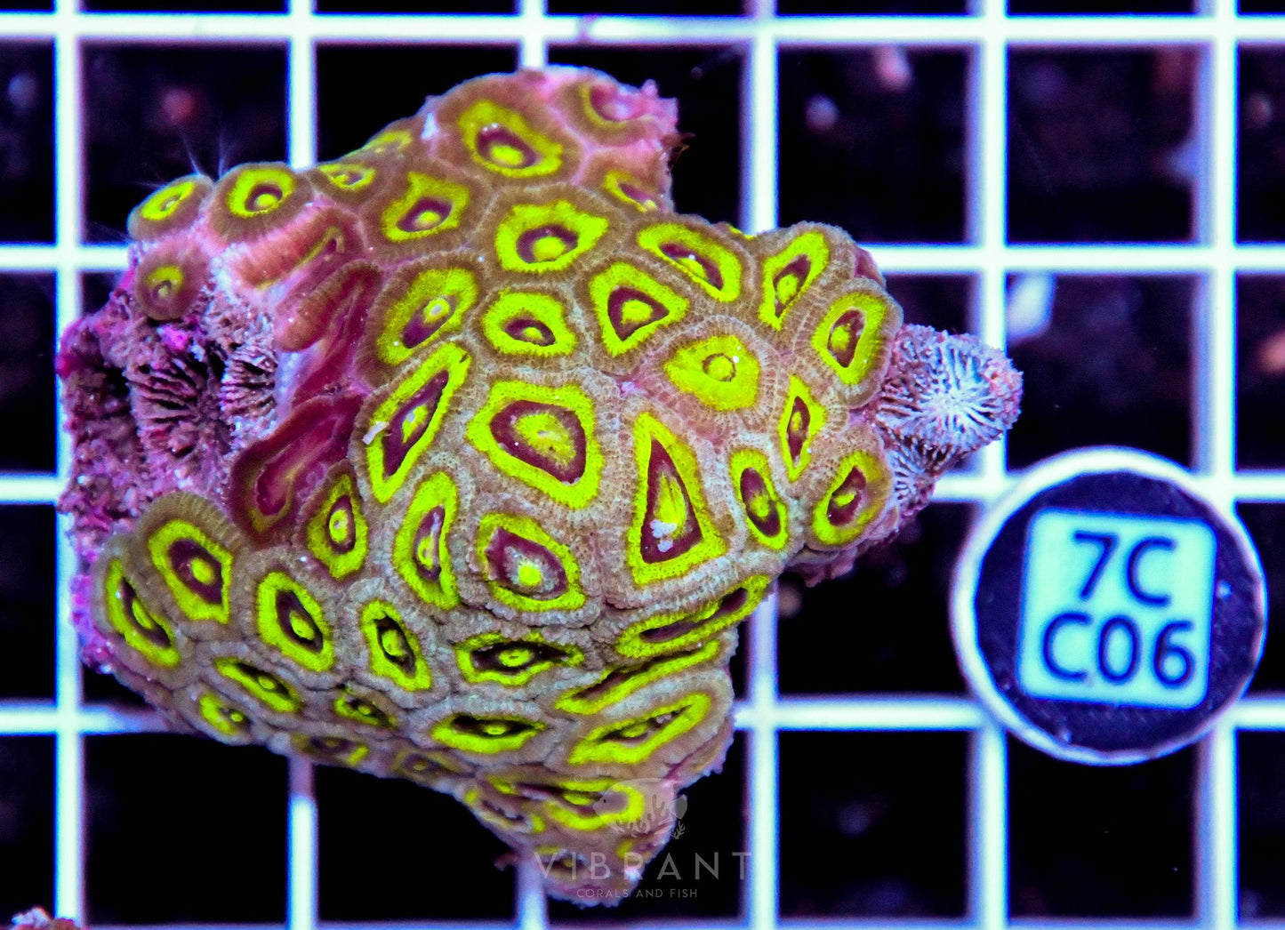 Micromussa INDO
