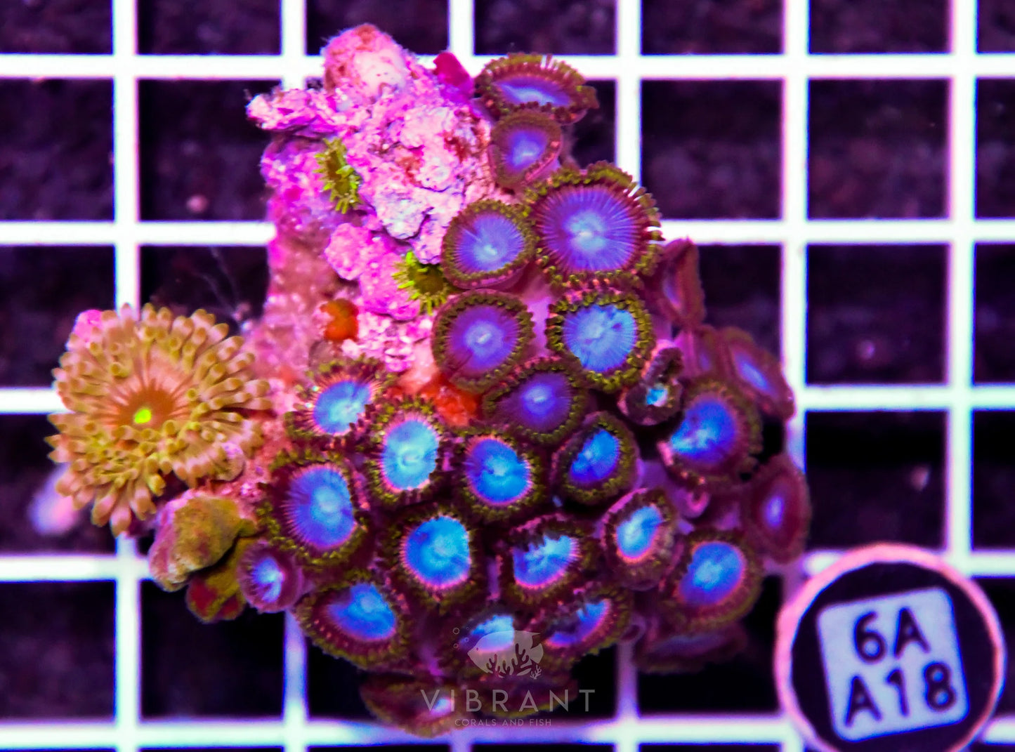 Zoa INDO W