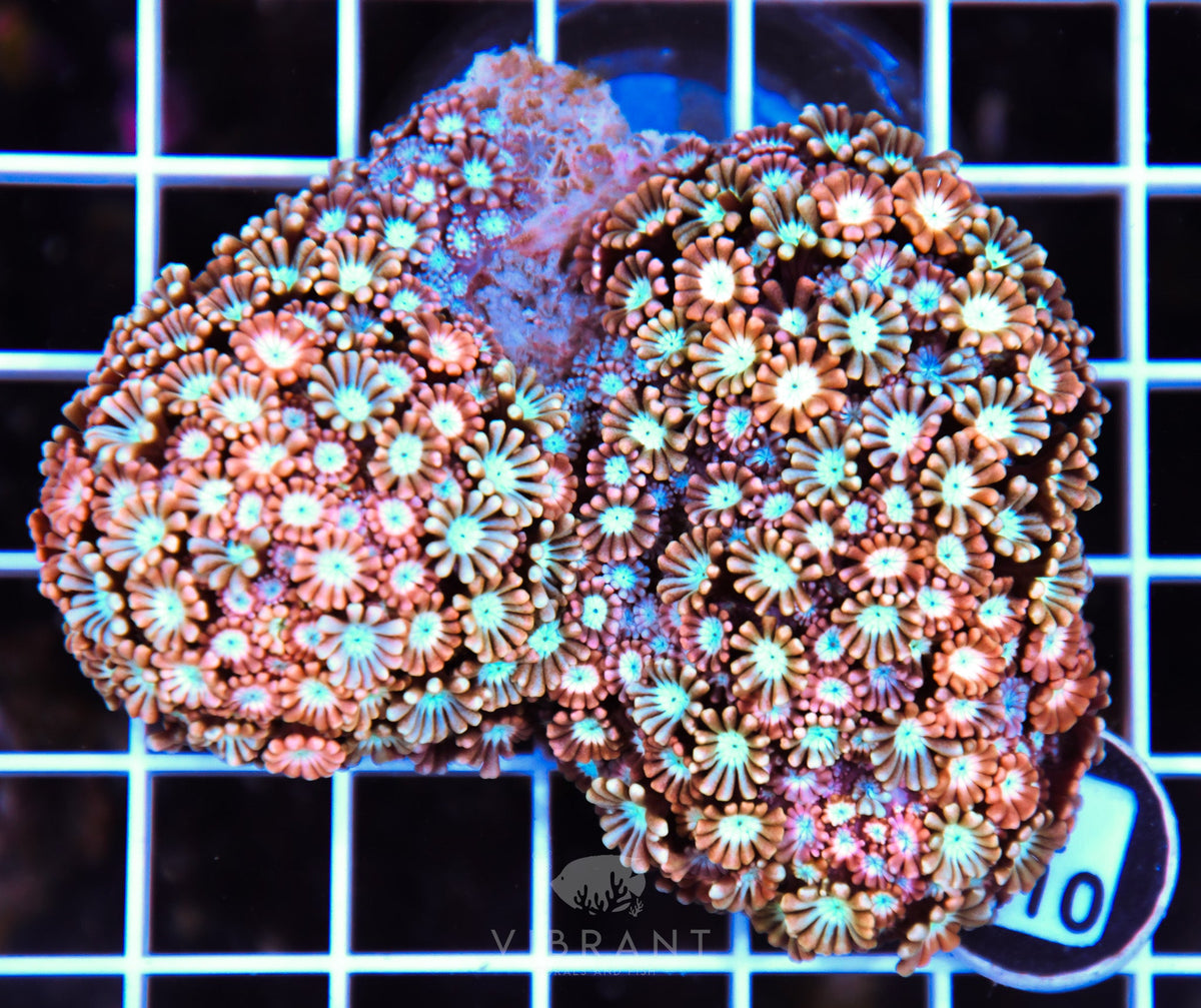 Alveopora AUS