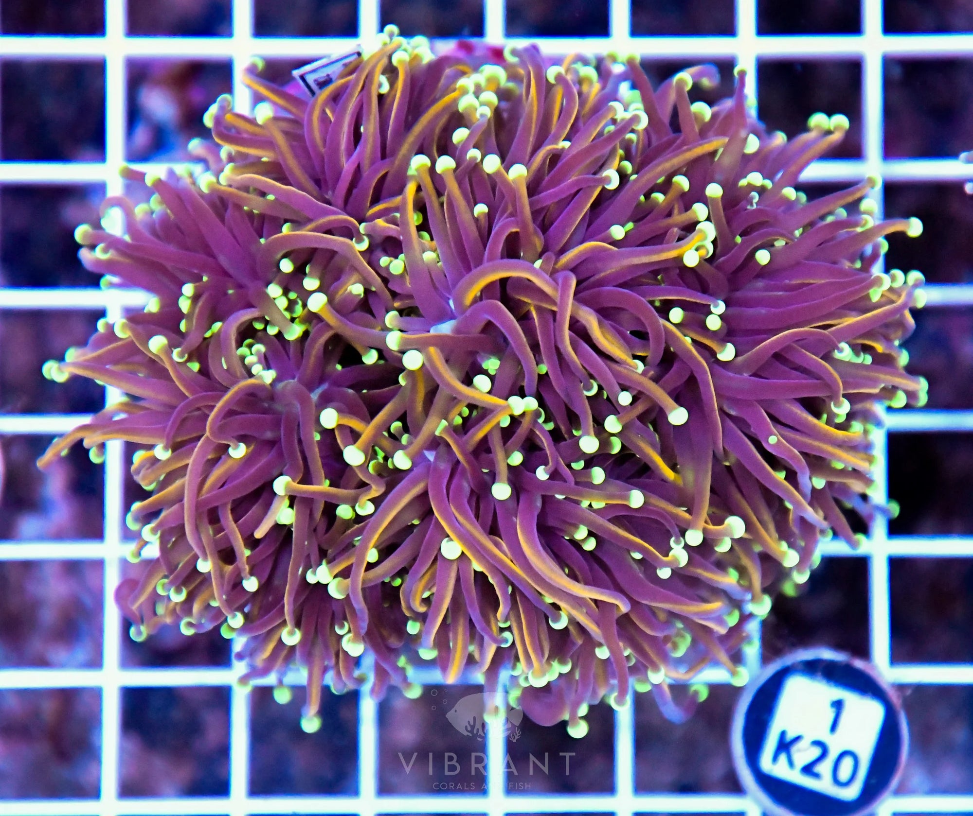 Torch INDO Colony