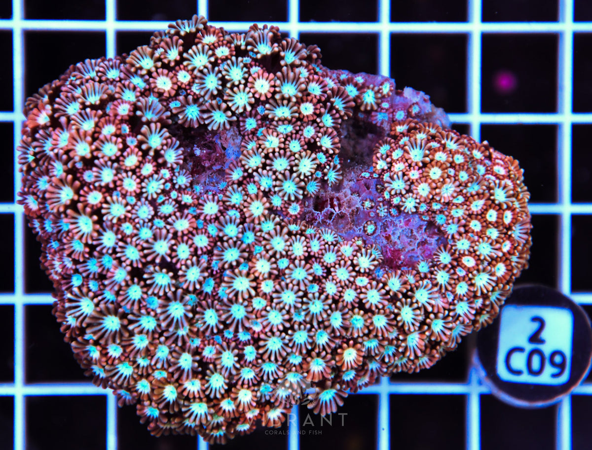 Alveopora AUS