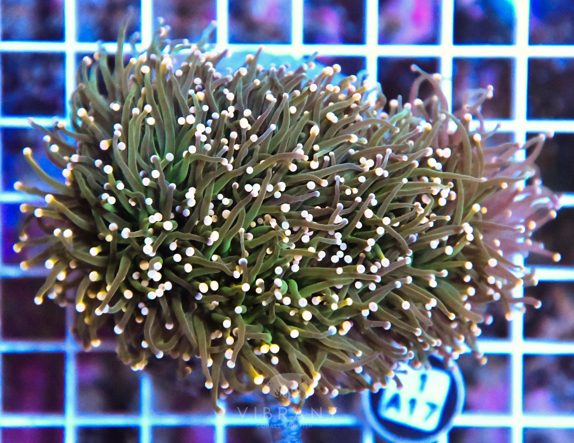 Torch INDO