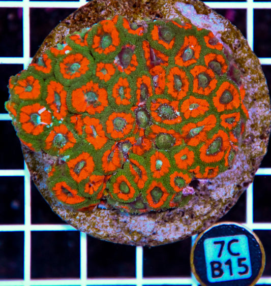 Micromussa INDO
