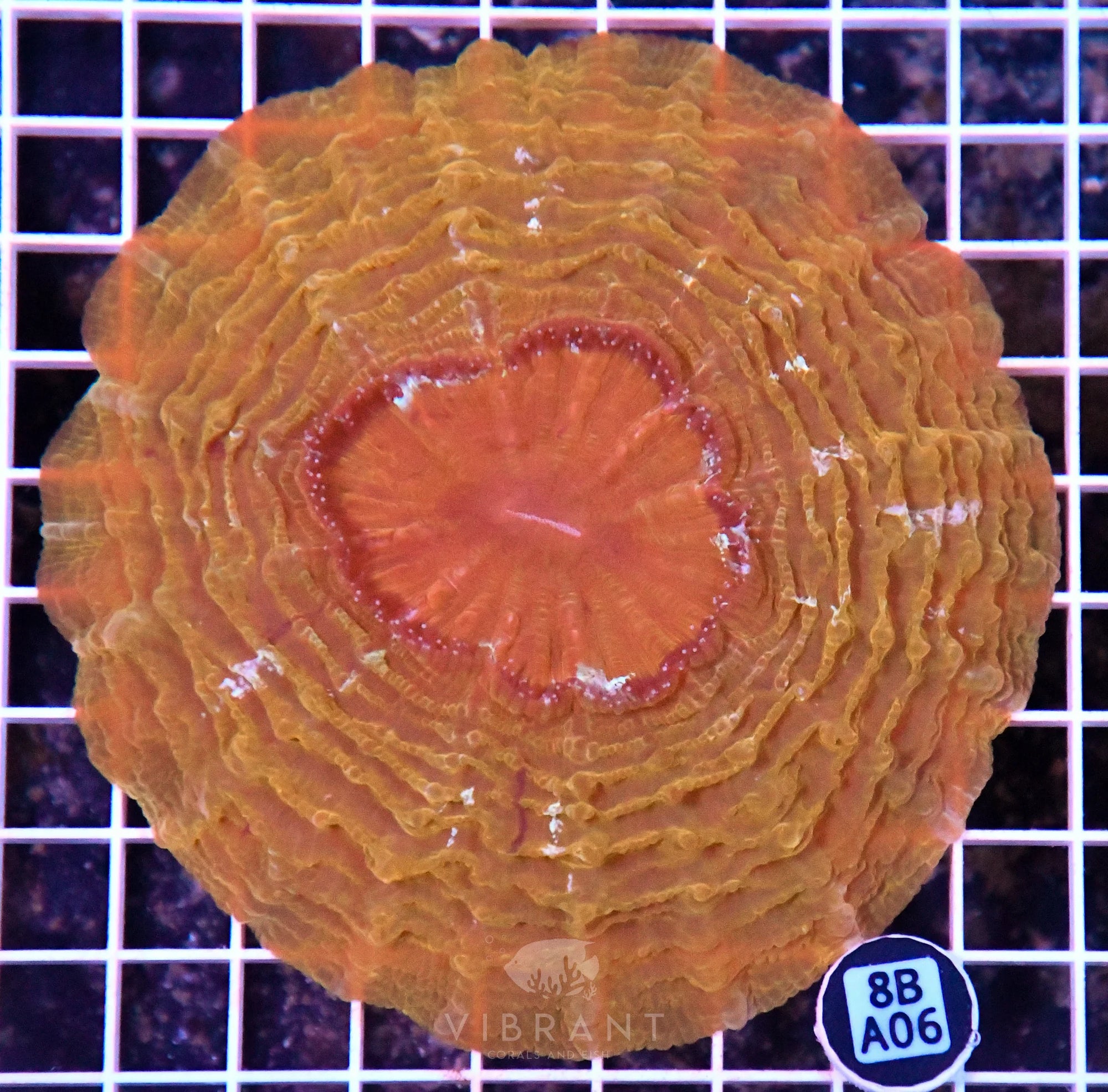 Acanthophyllia INDO W