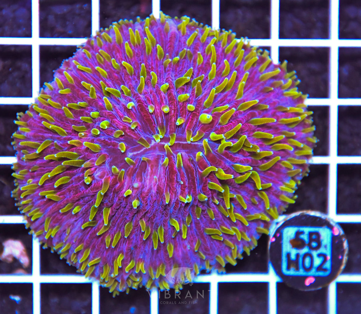 Fungia INDO