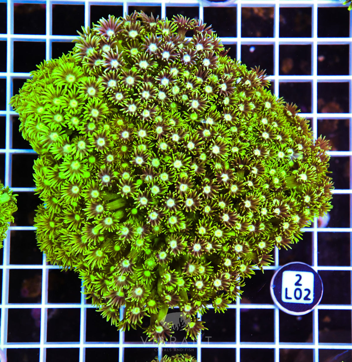 Goniopora AUS