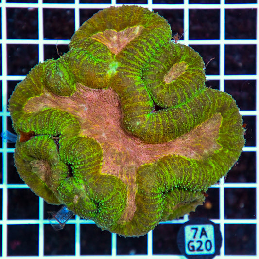 Symphyllia INDO