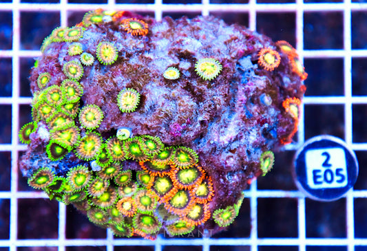 Zoa AUS