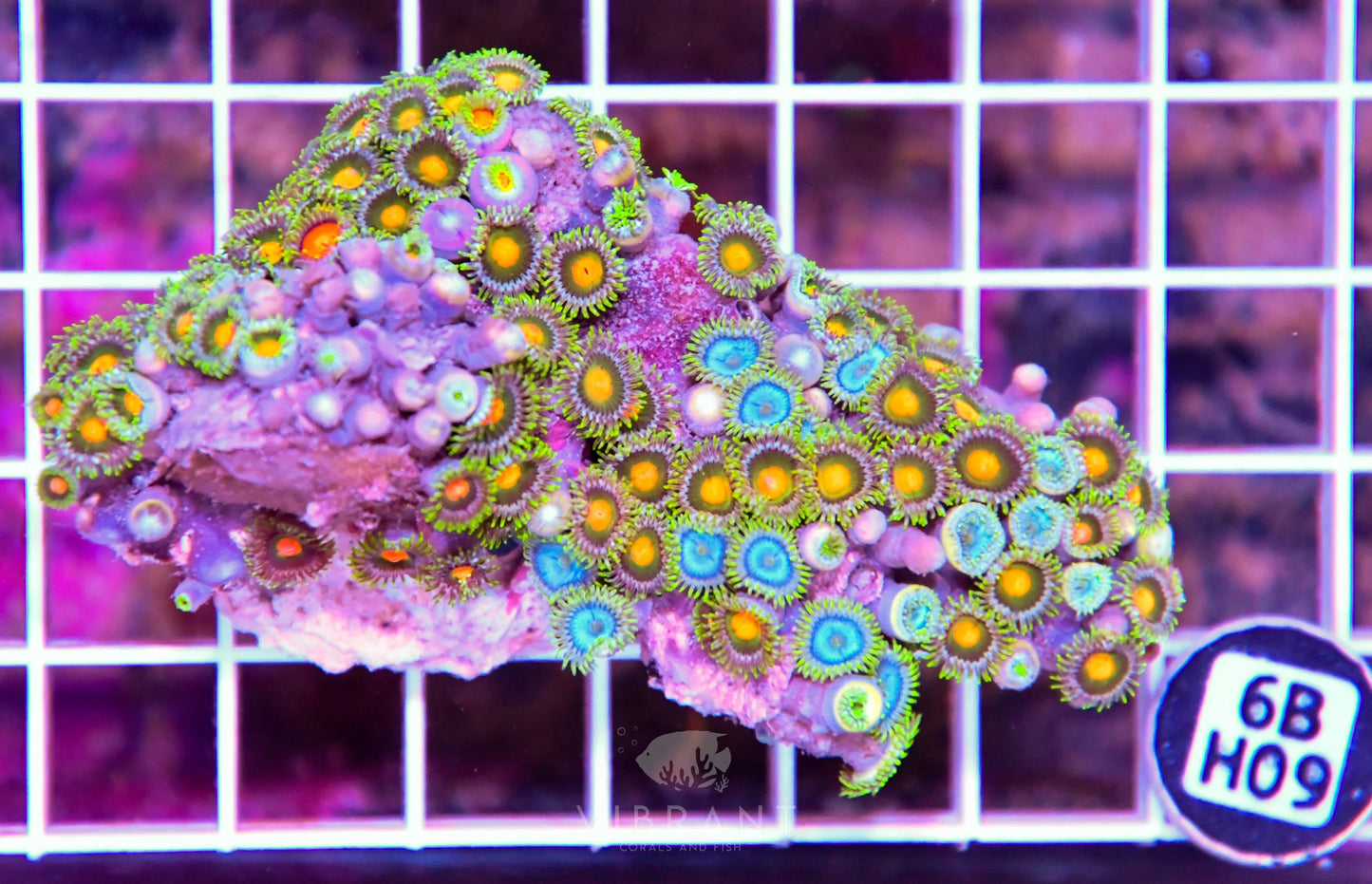 Zoa AUS