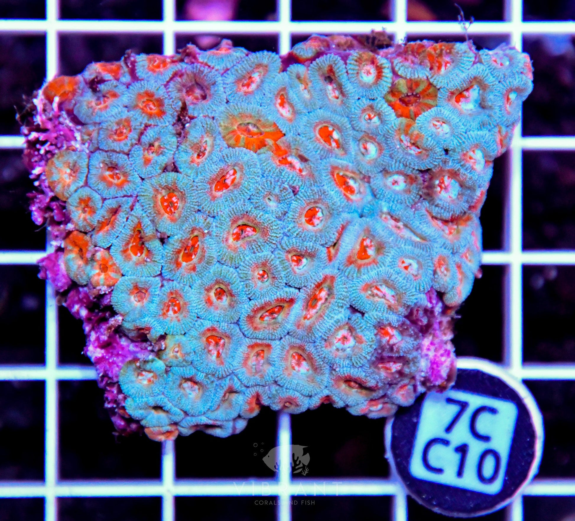 Micromussa INDO
