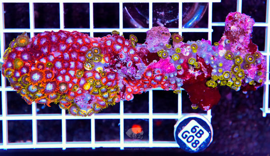 Zoa INDO W