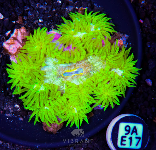 Rock Flower Anemone