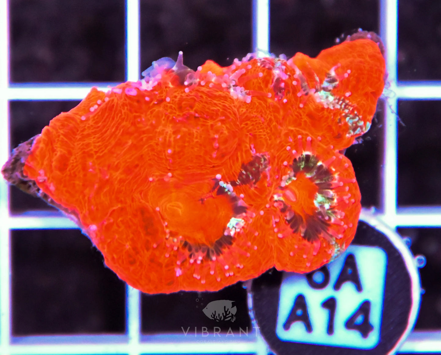 Acan Bower AUS