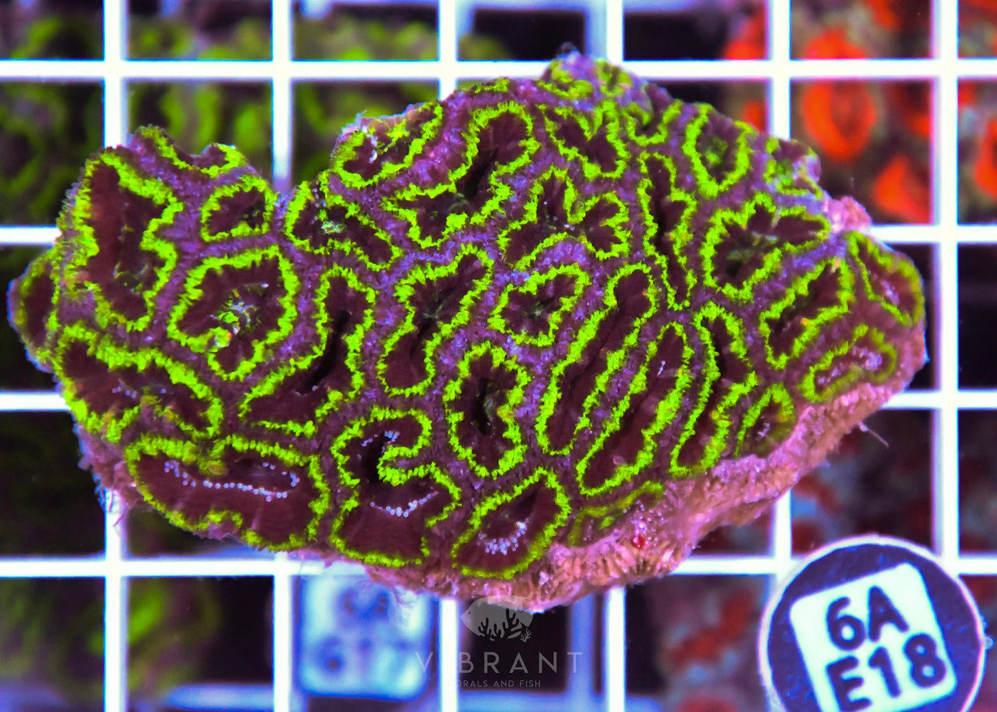 Acan Lord AUS