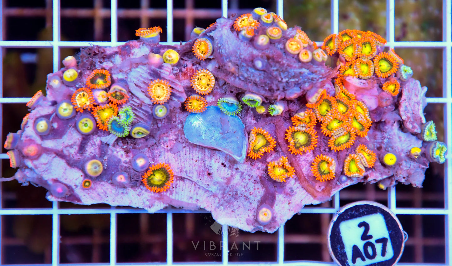 Zoa AUS