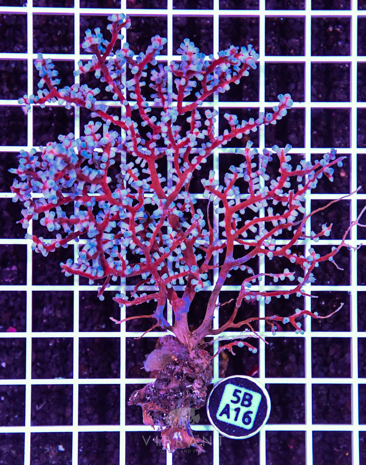 Gorgonian INDO