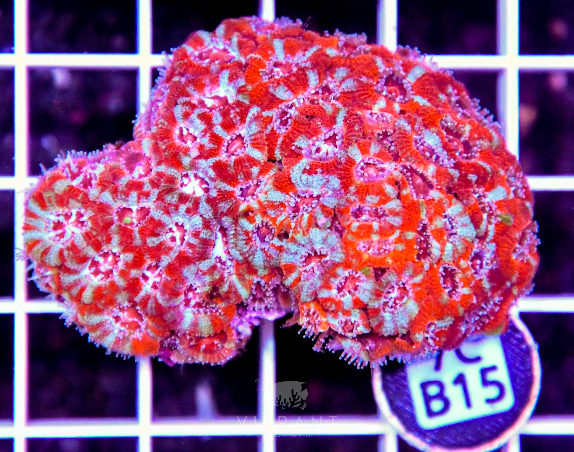 Micromussa INDO