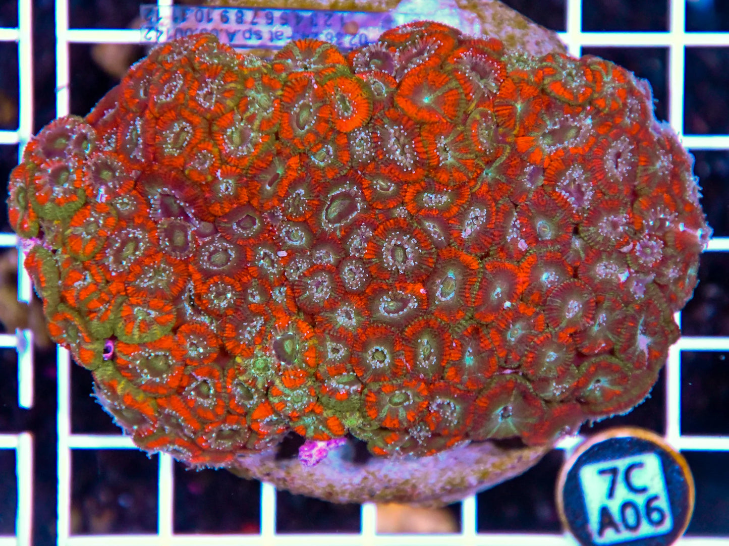 Micromussa INDO