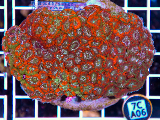 Micromussa INDO