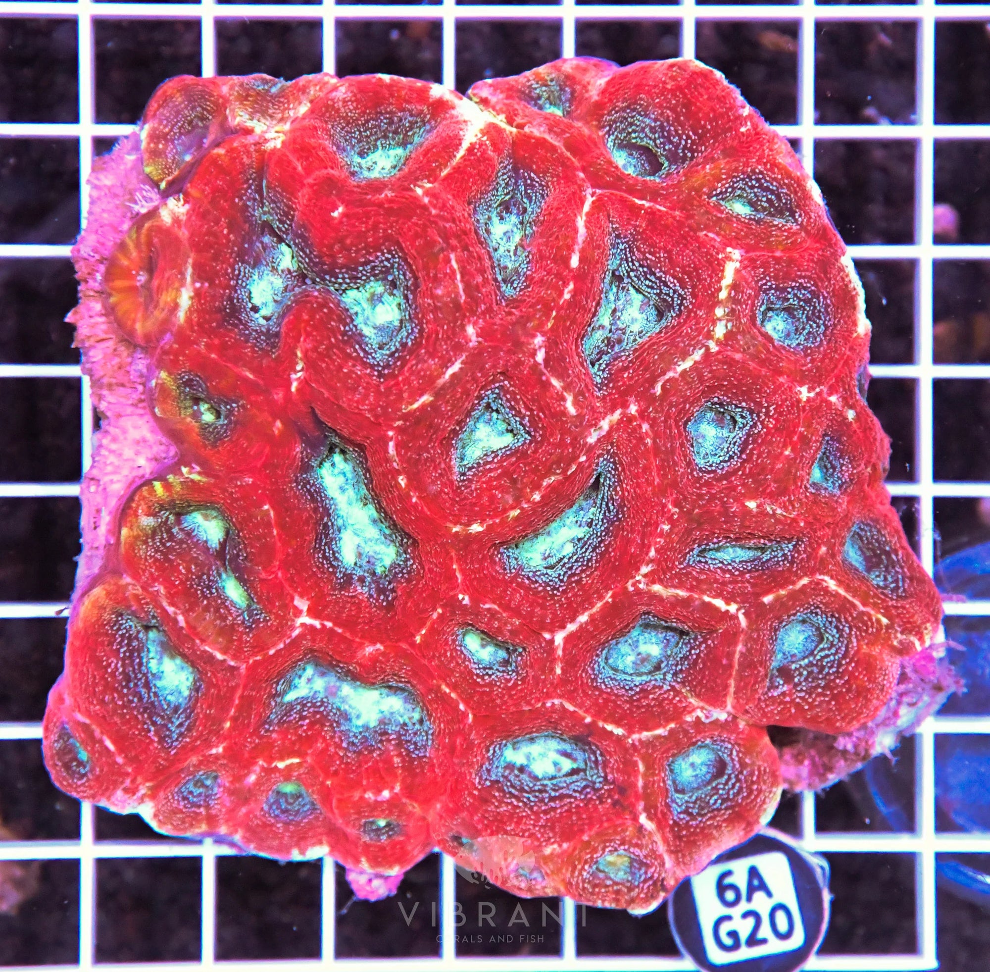 Acan Bower AUS