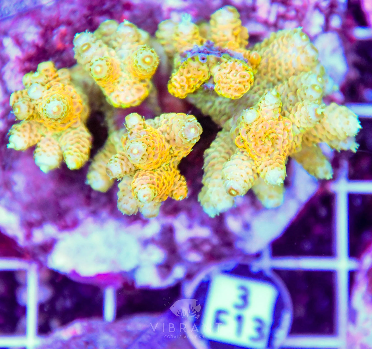 Acro INDO